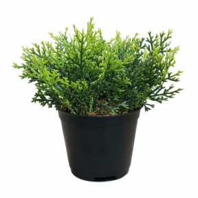 Изкуствен бонсай My Garden KD07152, 16 см